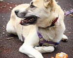 Собаки в Москве: МАКС, 2,5 года, Бесплатно - фото 7