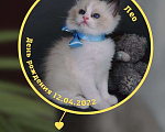 Кошки в Москве: Рэгдолл котенок мальчик клубный Мальчик, 55 000 руб. - фото 6
