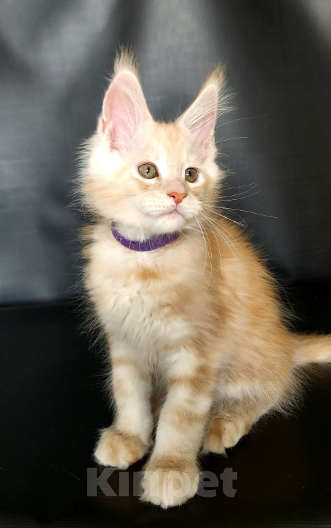 Кошки в Красногорске: Котенок мейн-кун  Мальчик, 60 000 руб. - фото 6