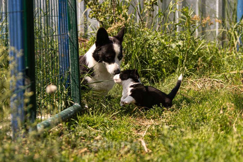 Собаки в Москве: Эндимион вельш корги кардиган триколор окраса. Мальчик, Бесплатно - фото 3