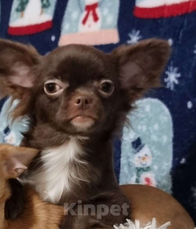 Собаки в Наро-Фоминске: Щенок чихуахуа Девочка, 25 000 руб. - фото 1