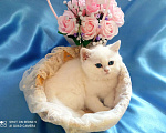 Кошки в Уфе: британский короткошерстный котенок Мальчик, Бесплатно - фото 6