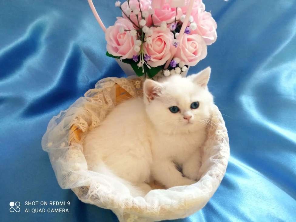 Кошки в Уфе: британский короткошерстный котенок Мальчик, Бесплатно - фото 6