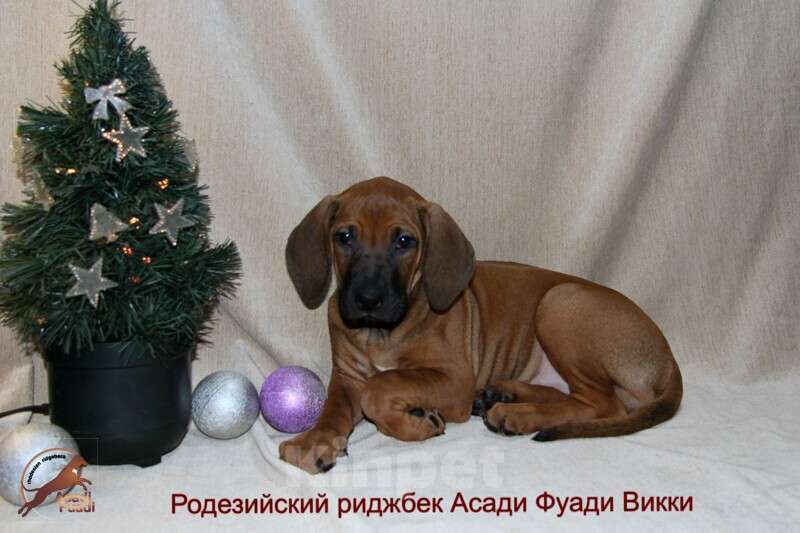 Собаки в Одинцово: Очаровательная девочка стандарт Девочка, 120 000 руб. - фото 3