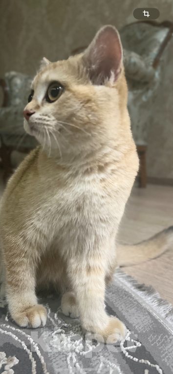 Кошки в Назрани: Золотая шиншилла, чистокровная британка Девочка, 45 000 руб. - фото 7