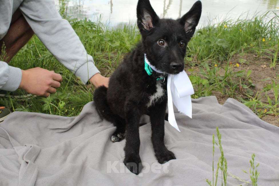 Собаки в Москве: Щенята овчарята в добрые руки Девочка, Бесплатно - фото 3