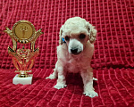 Собаки в Москве: Миниатюрный пудель белый мальчик Мальчик, 70 000 руб. - фото 2