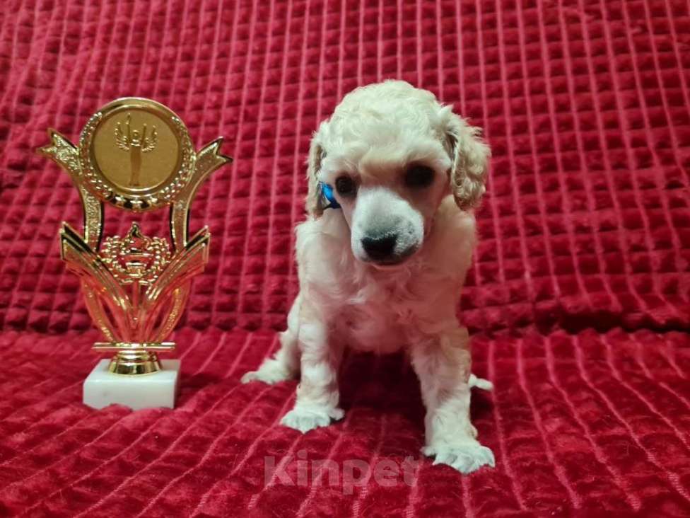 Собаки в Москве: Миниатюрный пудель белый мальчик Мальчик, 70 000 руб. - фото 2