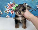 Собаки в Москве: Йорк с зелёно голубыми глазами мальчик стандарт Девочка, 60 000 руб. - фото 2
