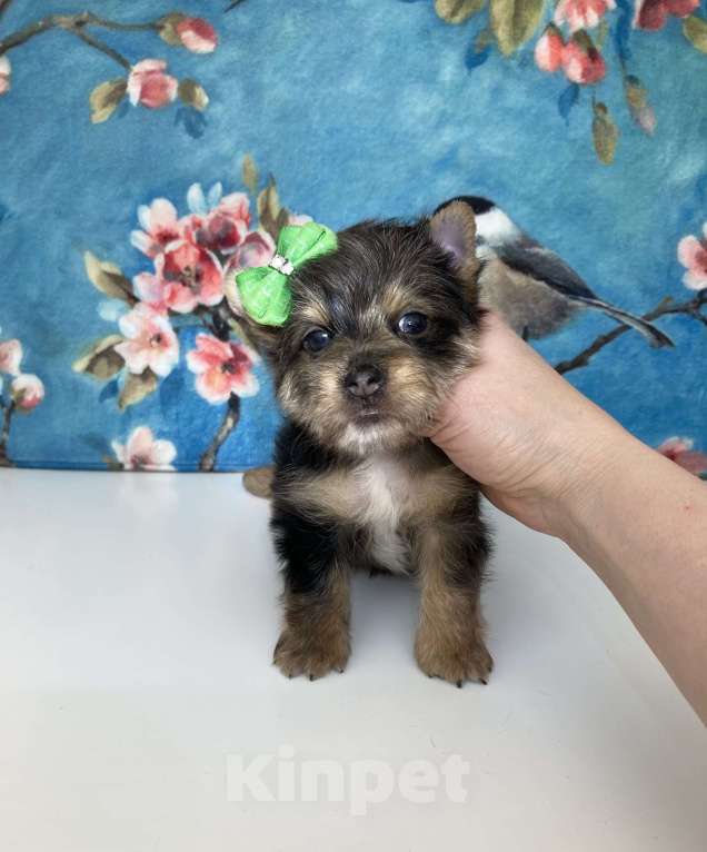 Собаки в Москве: Йорк с зелёно голубыми глазами мальчик стандарт Девочка, 60 000 руб. - фото 2