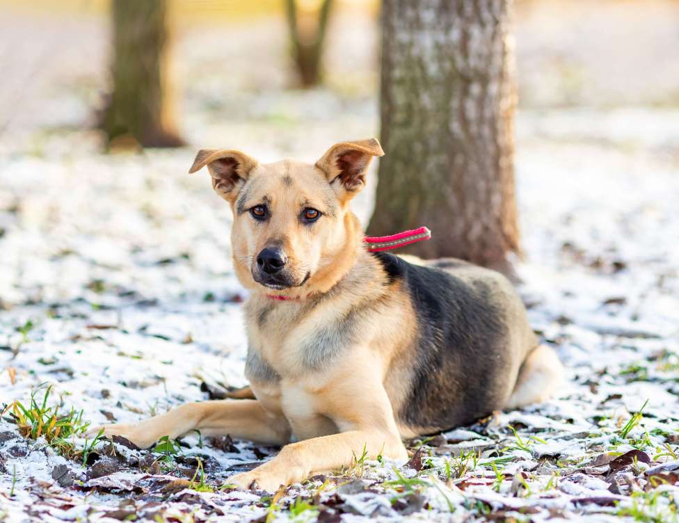 Собаки в других городах Московской области: Доброжелательная Джули Девочка, Бесплатно - фото 2