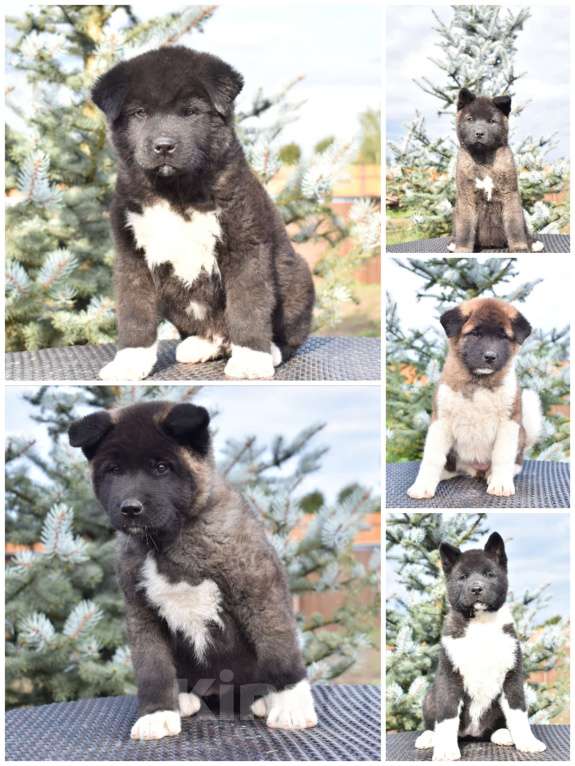 Собаки в Серпухове: Американская акита щенки  Девочка, Бесплатно - фото 2