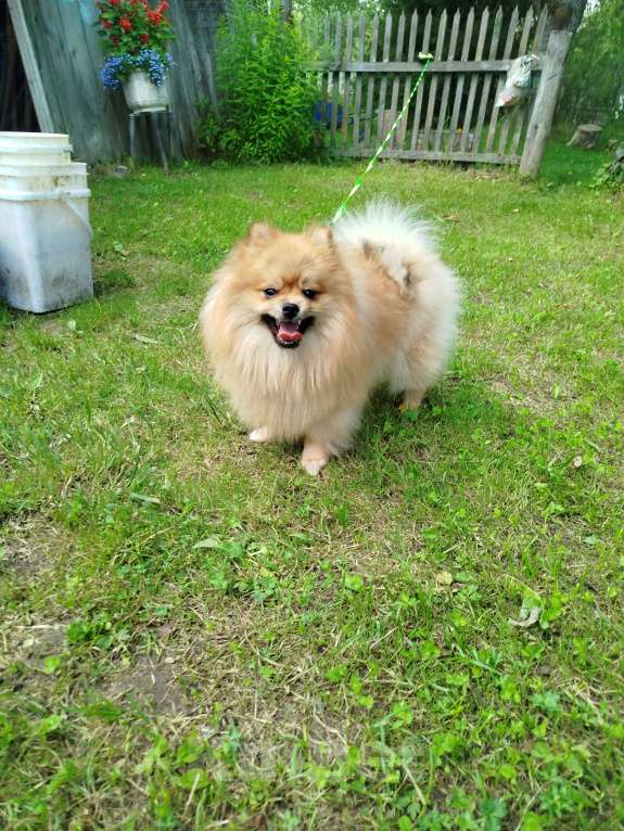 Собаки в Москве: Немецкий малый шпиц щенок  Мальчик, 20 000 руб. - фото 2
