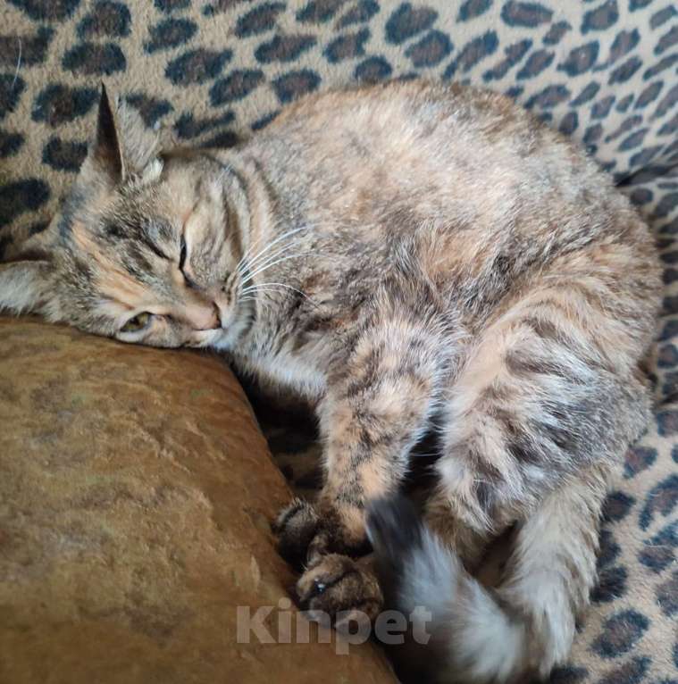 Кошки в Красноярске: Потерялась кошка в зелёном ошейнике Девочка, Бесплатно - фото 2