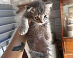Кошки в Сибае: Котенок и коты Разнополые, Бесплатно - фото 2