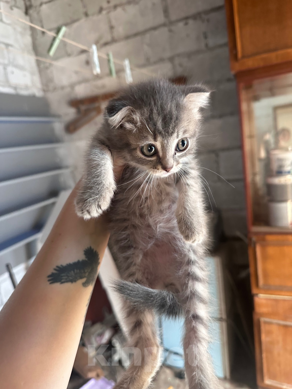 Кошки в Сибае: Котенок и коты Разнополые, Бесплатно - фото 2