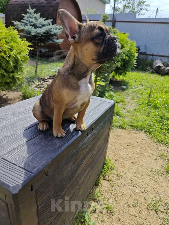 Собаки в Москве: Чудесная девочка французского бульдога  Девочка, 30 000 руб. - фото 3