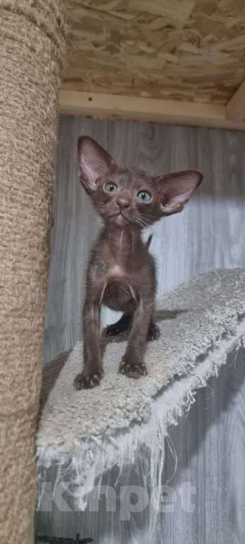 Кошки в других городах Московской области: Супермини Орик Мальчик, 25 000 руб. - фото 2