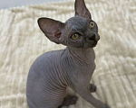Кошки в других городах Московской области: Продам сфинкса с родословной Мальчик, 60 000 руб. - фото 7