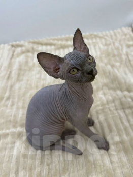 Кошки в других городах Московской области: Продам сфинкса с родословной Мальчик, 60 000 руб. - фото 7