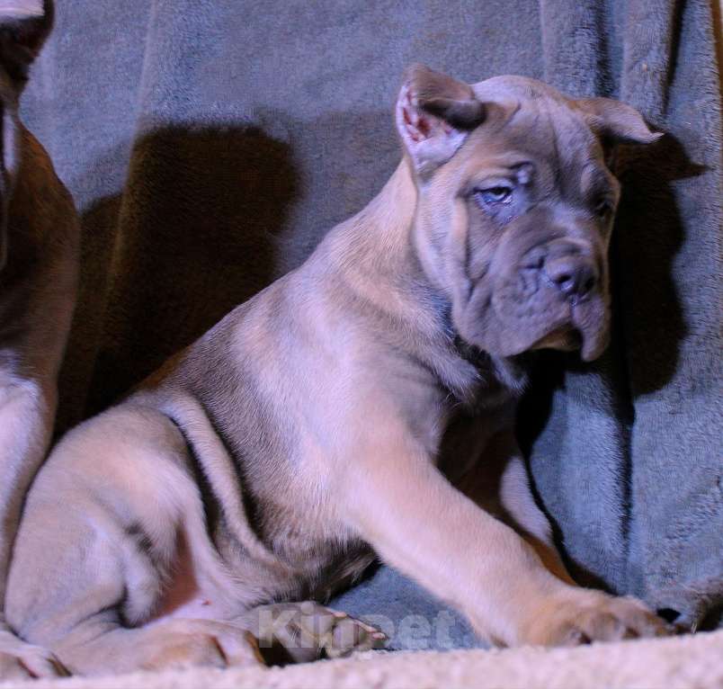 Собаки в других городах Ярославской области: Корсята Девочка, 80 000 руб. - фото 5