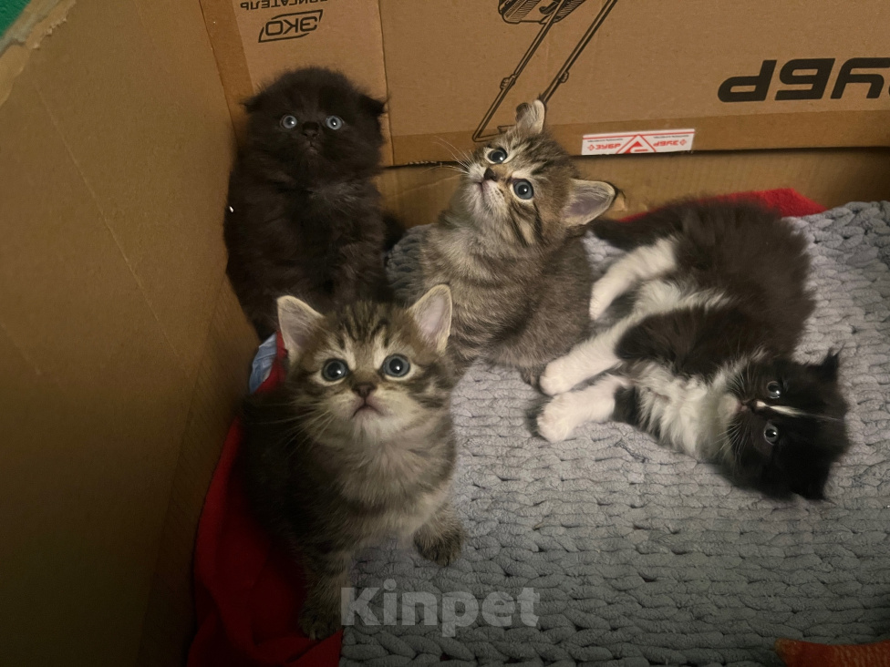 Кошки в других городах Московской области: Котята ищут своих родителей Разнополые, 1 500 руб. - фото 3