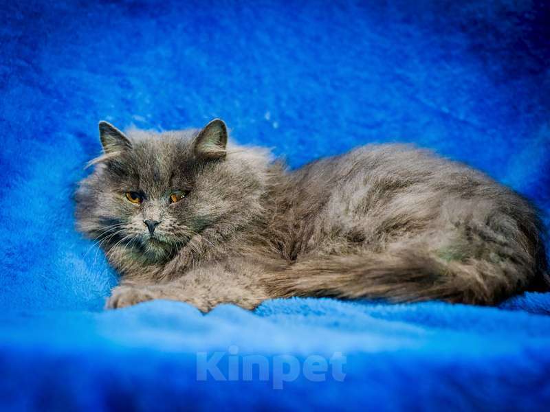 Кошки в Москве: Персидский котенок Мелисса в добрые руки Девочка, Бесплатно - фото 5