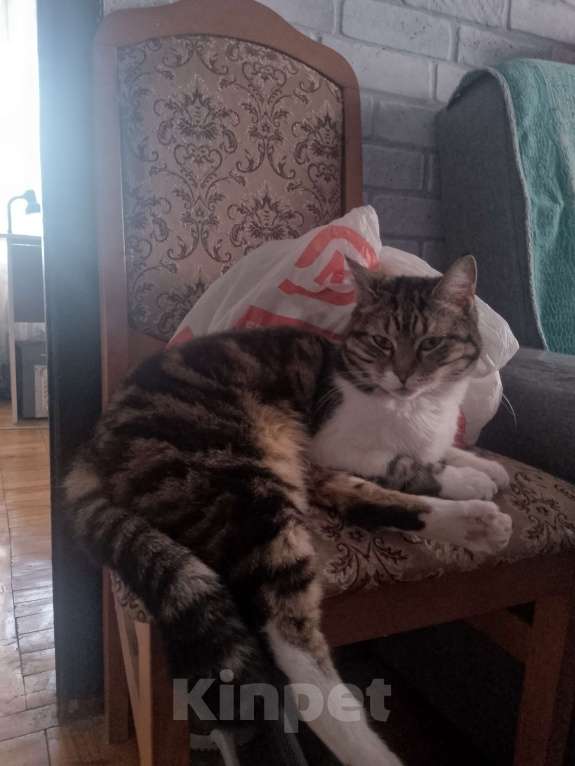 Кошки в Краснодаре: Кошка Девочка, Бесплатно - фото 1