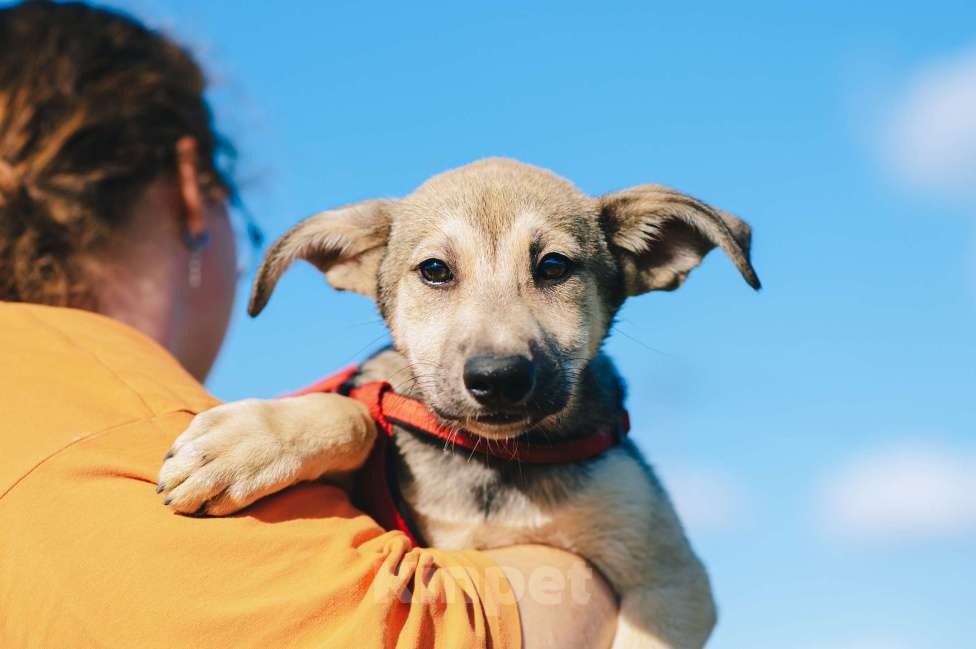 Собаки в Москве: Личи Девочка, Бесплатно - фото 5