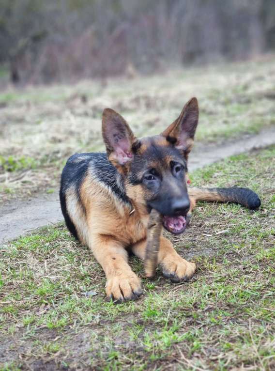 Собаки в Москве: Шикарные щенки немецкой овчарки Девочка, Бесплатно - фото 3