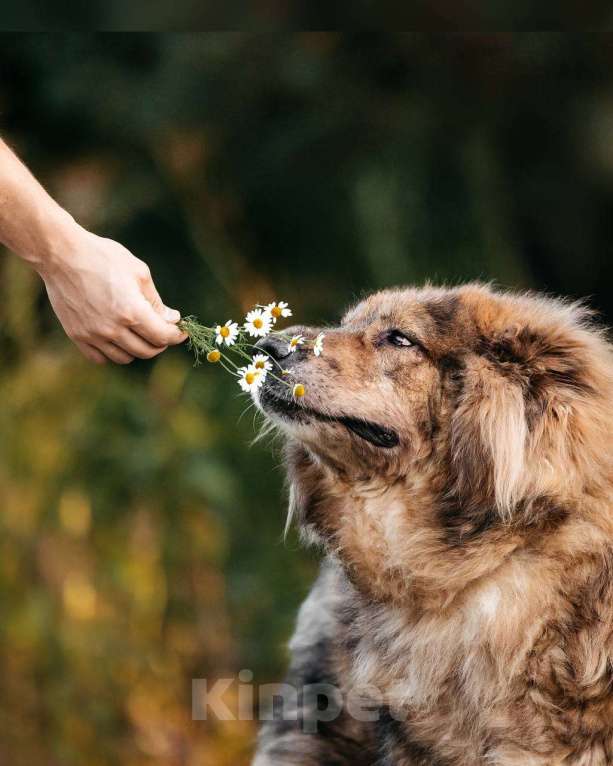 Собаки в Москве: Метис кавказской овчарки Ассоль в добрые руки Мальчик, Бесплатно - фото 2