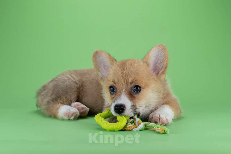 Собаки в Москве: Щенок вельш-корги девочка Девочка, 65 000 руб. - фото 5