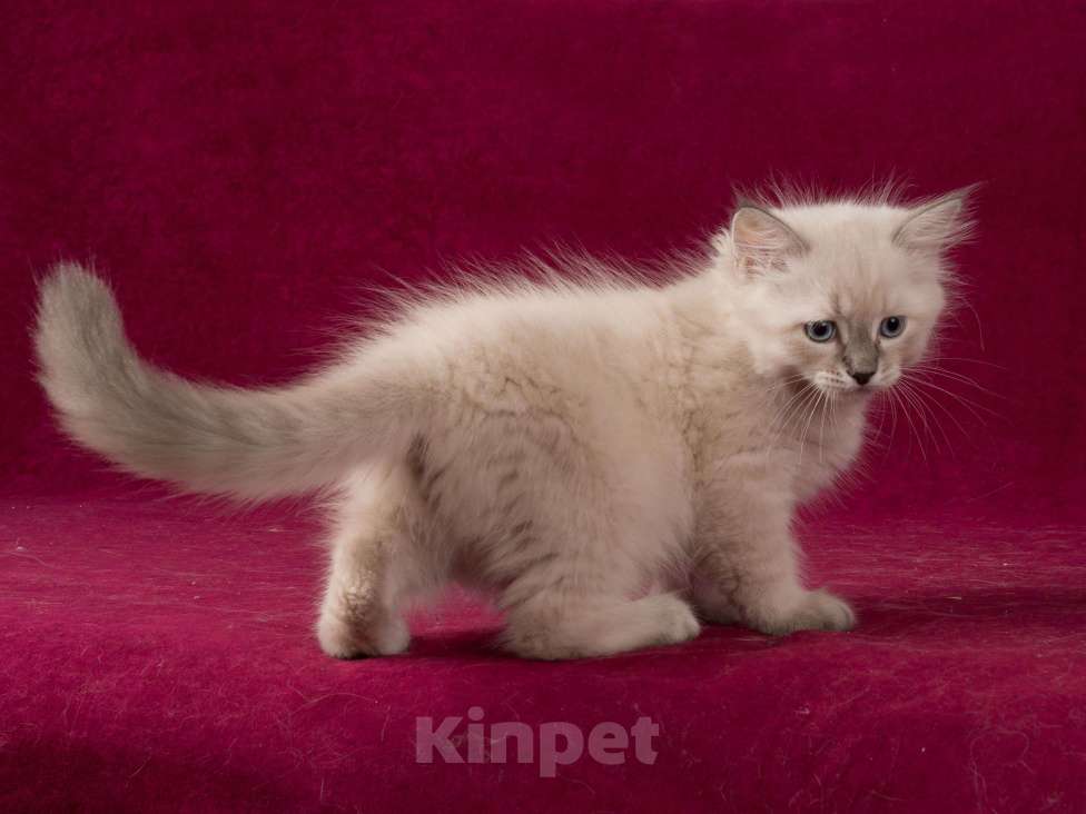 Кошки в Белокурихе: Сибирский котик с голубыми глазами Мальчик, 60 000 руб. - фото 8