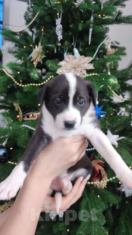 Собаки в Липецке: Бордер колли митис (симпапулька) Девочка, 15 000 руб. - фото 5