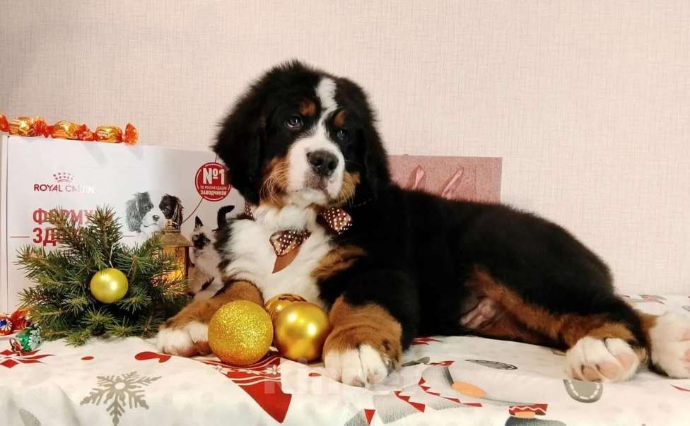 Собаки в Новосибирске: Бернский зенненхунд Мальчик, 150 000 руб. - фото 2