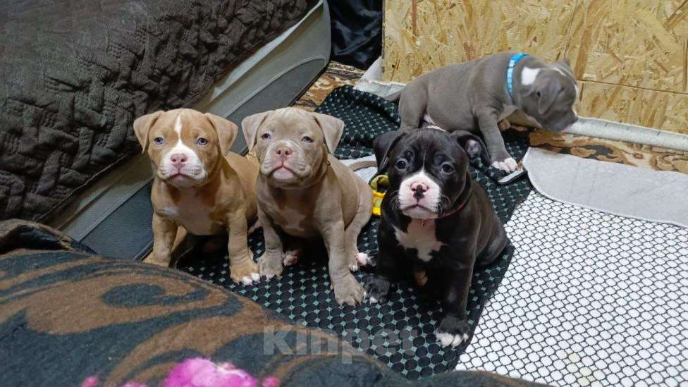 Собаки в Орске: Америкуанский булли в типе покет Мальчик, 80 000 руб. - фото 2