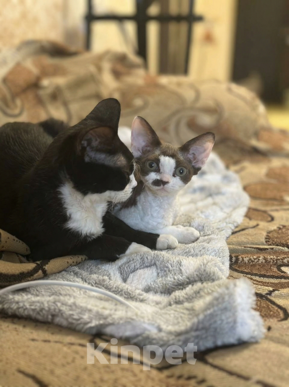 Кошки в Москве: Девон-Рекс котенок  Девочка, Бесплатно - фото 5