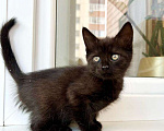 Кошки в Москве: Котенок черная пантерка Изюминка в добрые руки  Девочка, Бесплатно - фото 6