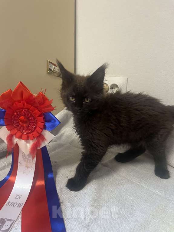 Кошки в Санкт-Петербурге: Баунти Девочка, 25 000 руб. - фото 1