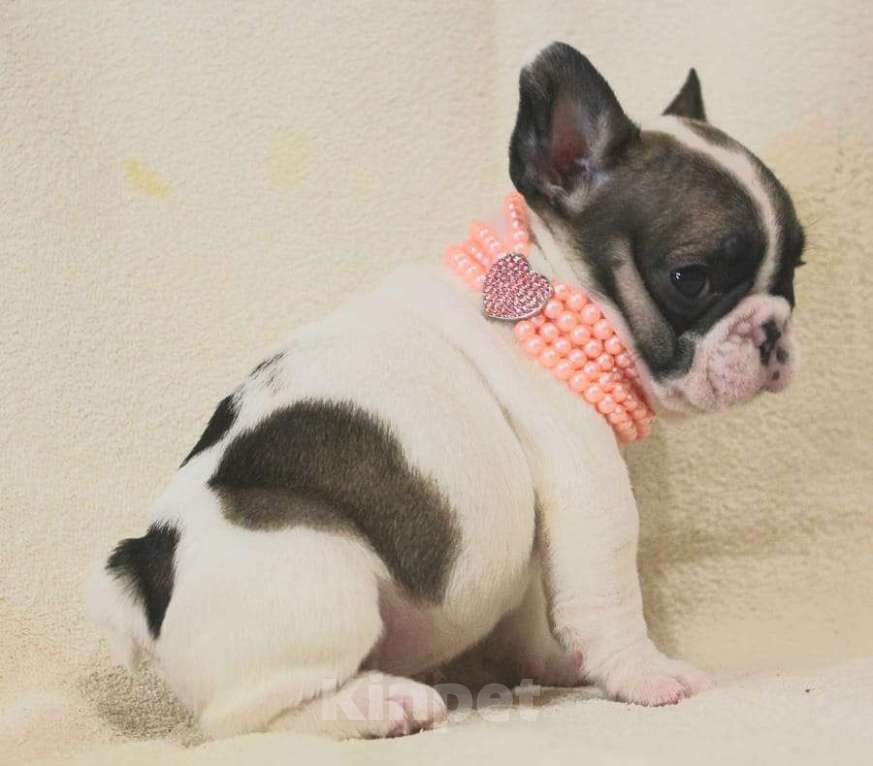 Собаки в Москве: Щенок французик,девочка Девочка, 130 000 руб. - фото 6