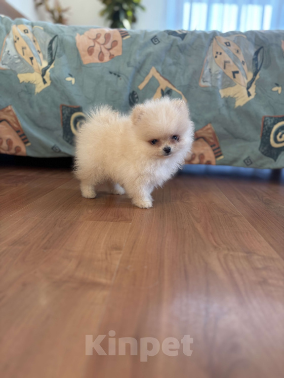 Собаки в Москве: Мини мальчик померанского шпица , Энди  Мальчик, 55 000 руб. - фото 4