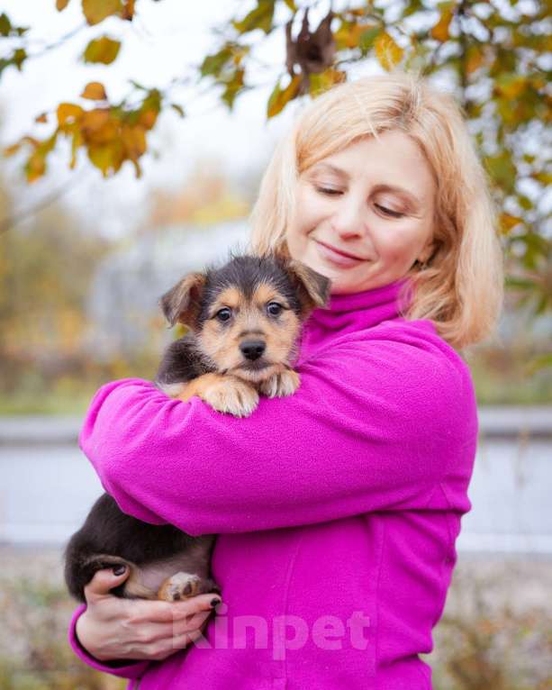 Собаки в Москве: Маленький щенок в добрые  руки Мальчик, Бесплатно - фото 6