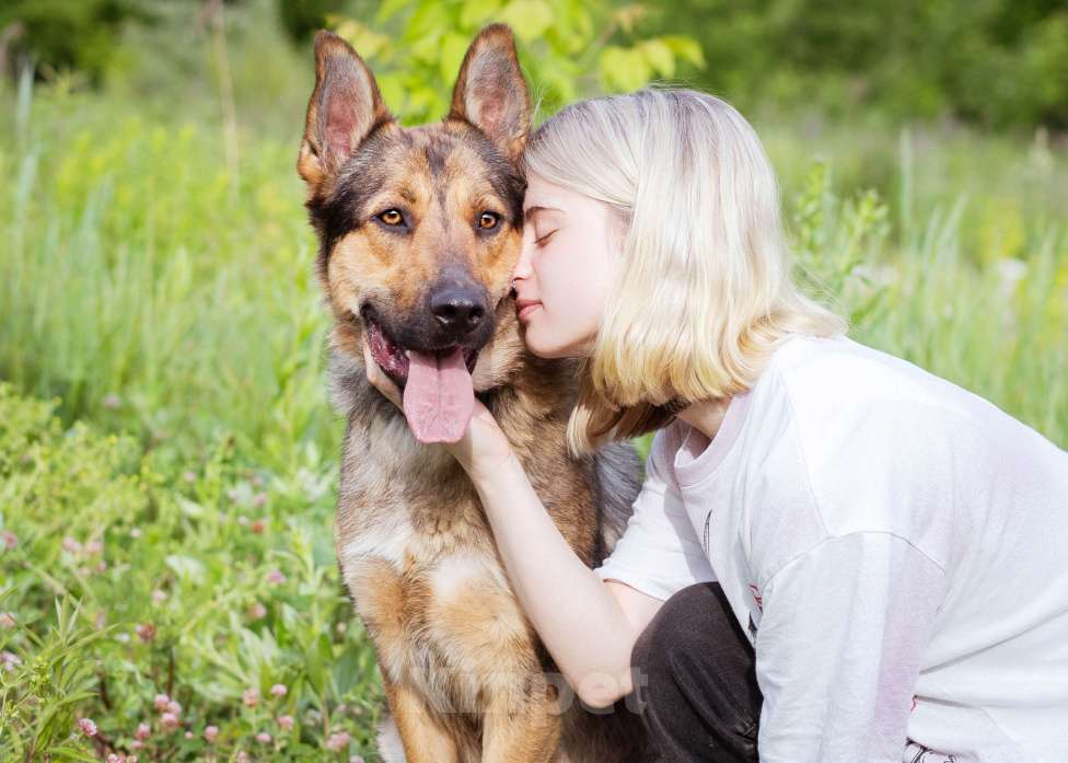 Собаки в Москве: Гоша, метис овчарки, молодой контактный мальчик Мальчик, Бесплатно - фото 3
