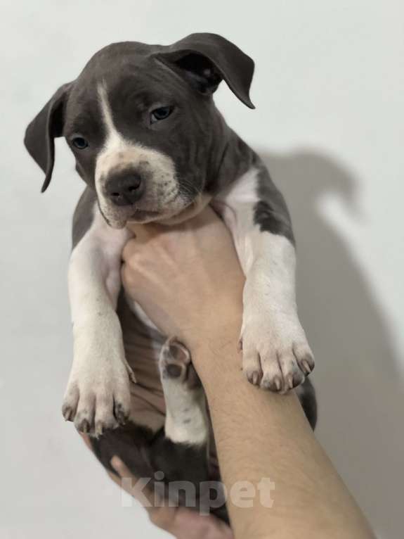 Собаки в Москве: Девочка 2 Девочка, 50 000 руб. - фото 4