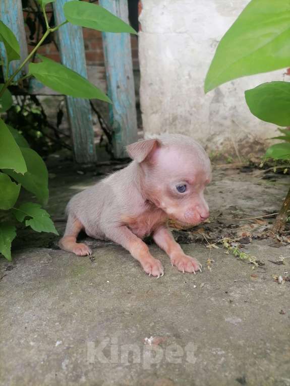 Собаки в Новочеркасске: Русский Той-терьер  Девочка, 10 000 руб. - фото 6