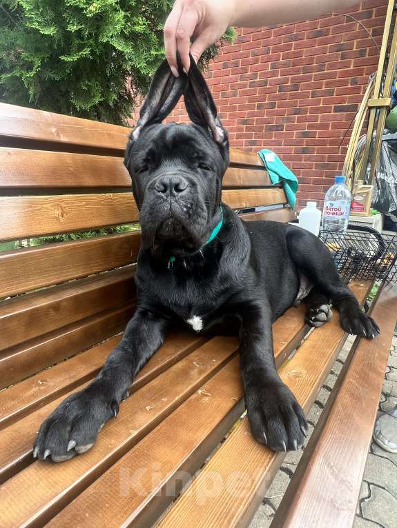 Собаки в Дмитрове: Щенок Кане Корсо Мальчик, 50 000 руб. - фото 9