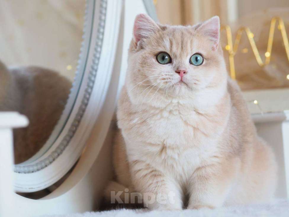 Кошки в Москве: Британский котенок Ява Девочка, 130 000 руб. - фото 5