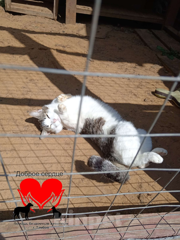 Кошки в Тамбове: Лапа в добрые руки Девочка, Бесплатно - фото 5