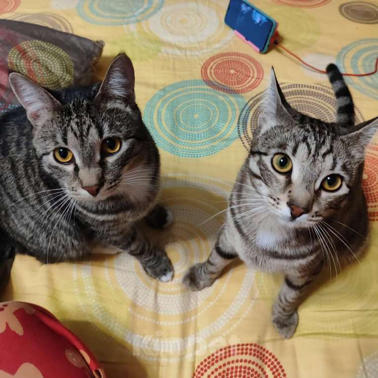 Кошки в Москве: Котята в беде Мальчик, Бесплатно - фото 2