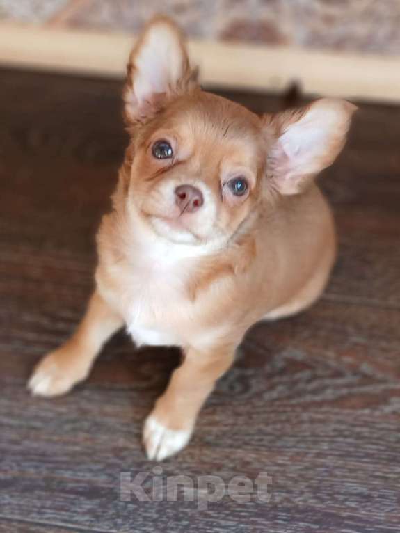 Собаки в Хабаровске: Продам чихуахуа девочку с документами  Девочка, 80 000 руб. - фото 1